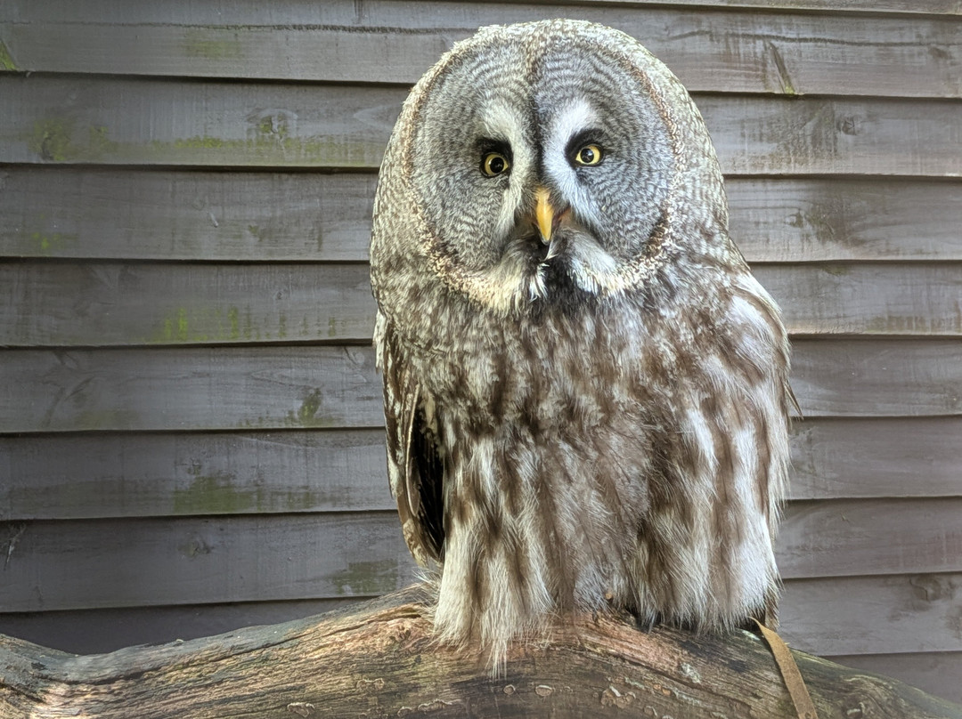 West Sussex Falconry-Compton必去景点