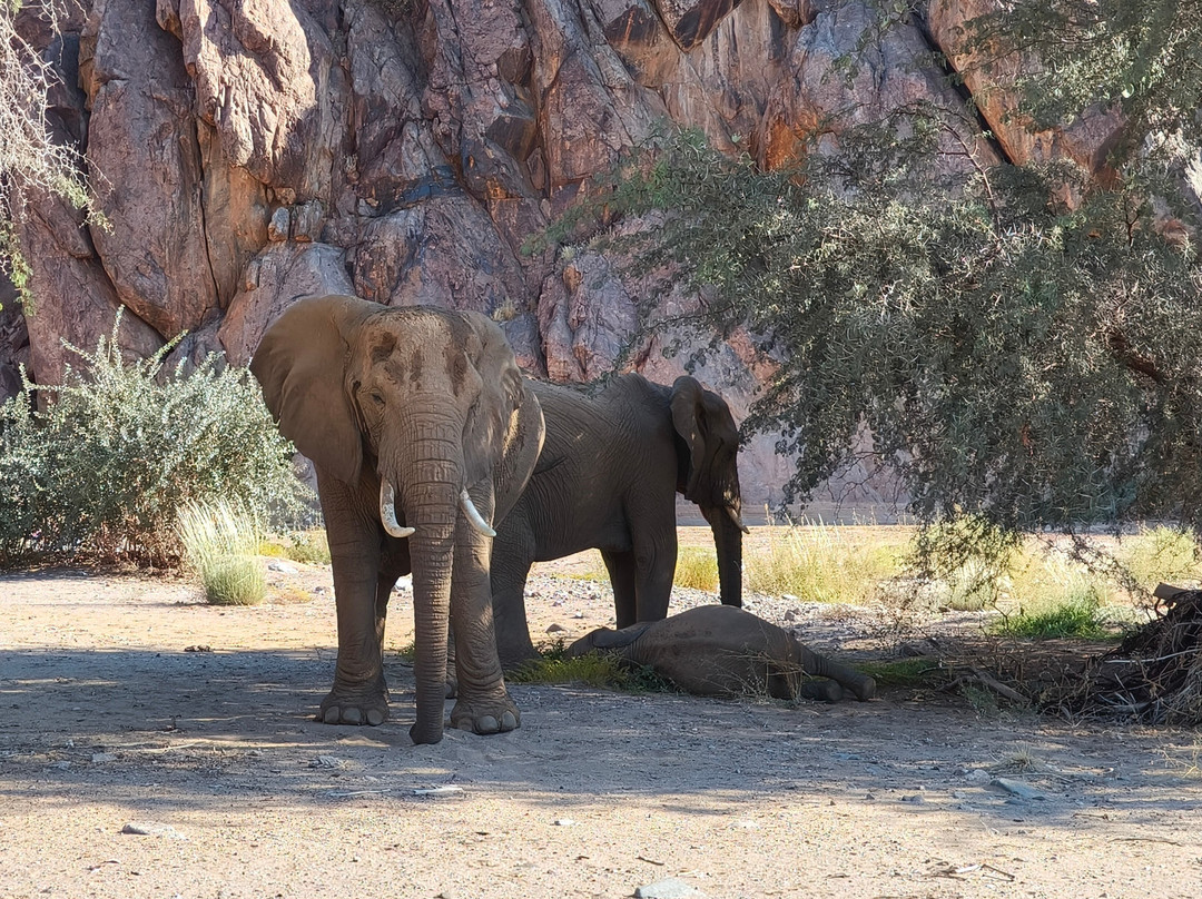 Twyfelfontein Elephant Drives-Palmwag必去景点
