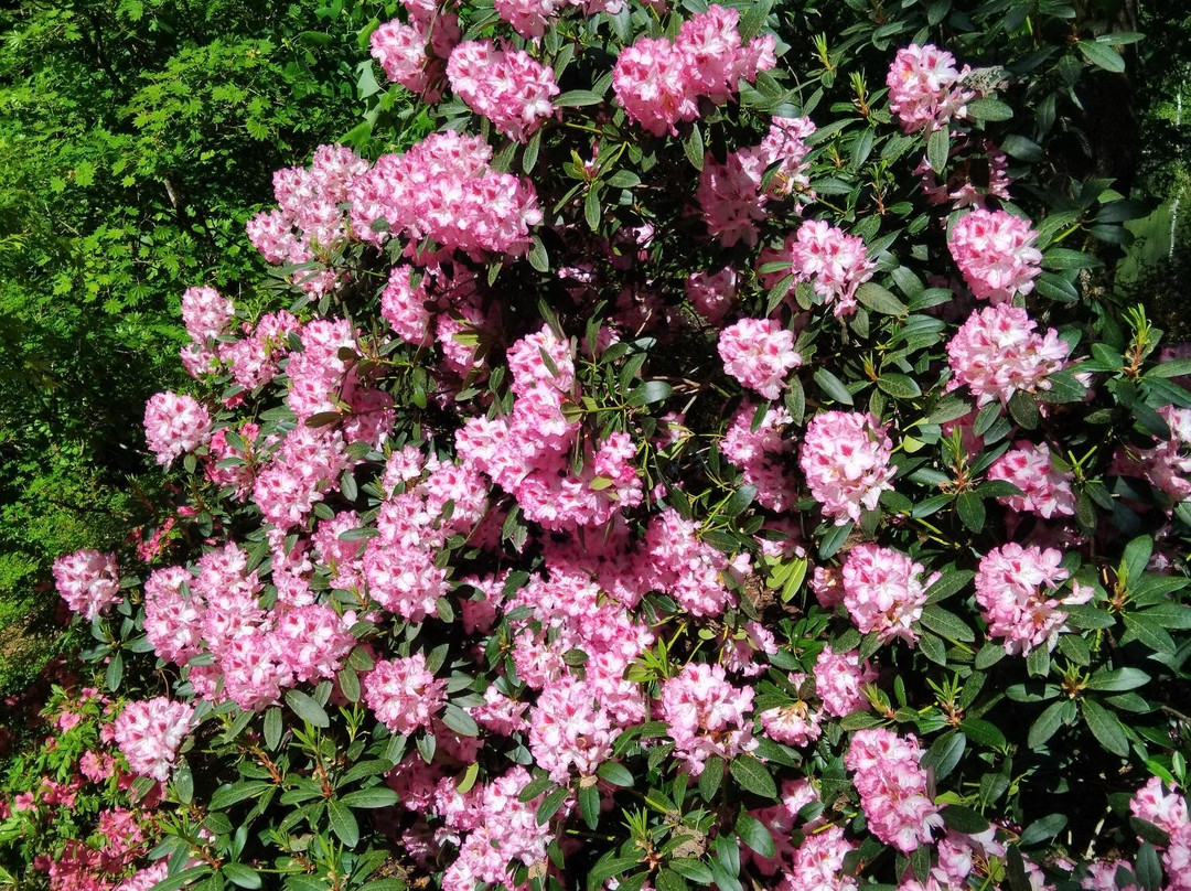 Jardin Botanique de Gondremer-Autrey必去景点