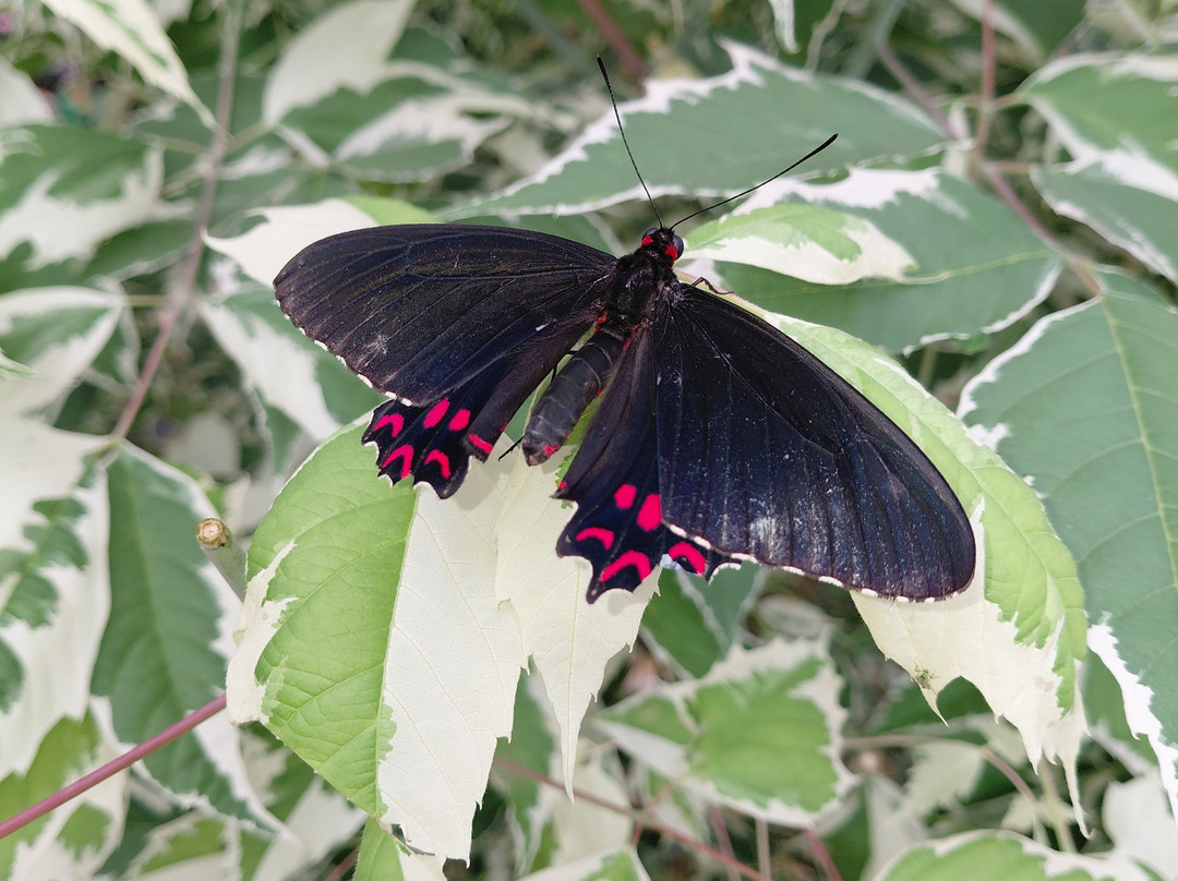 Butterfly World and Fountain World-Wootton必去景点