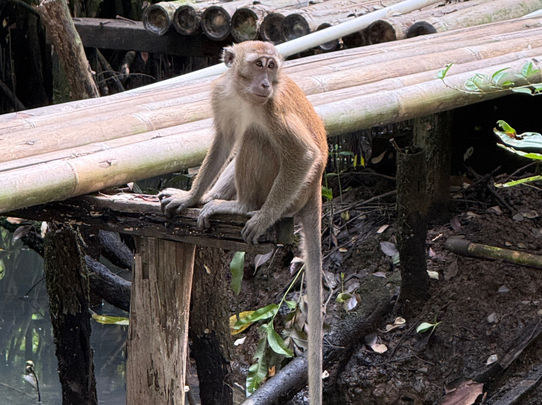 Mangrove Forest-雅加达必去景点