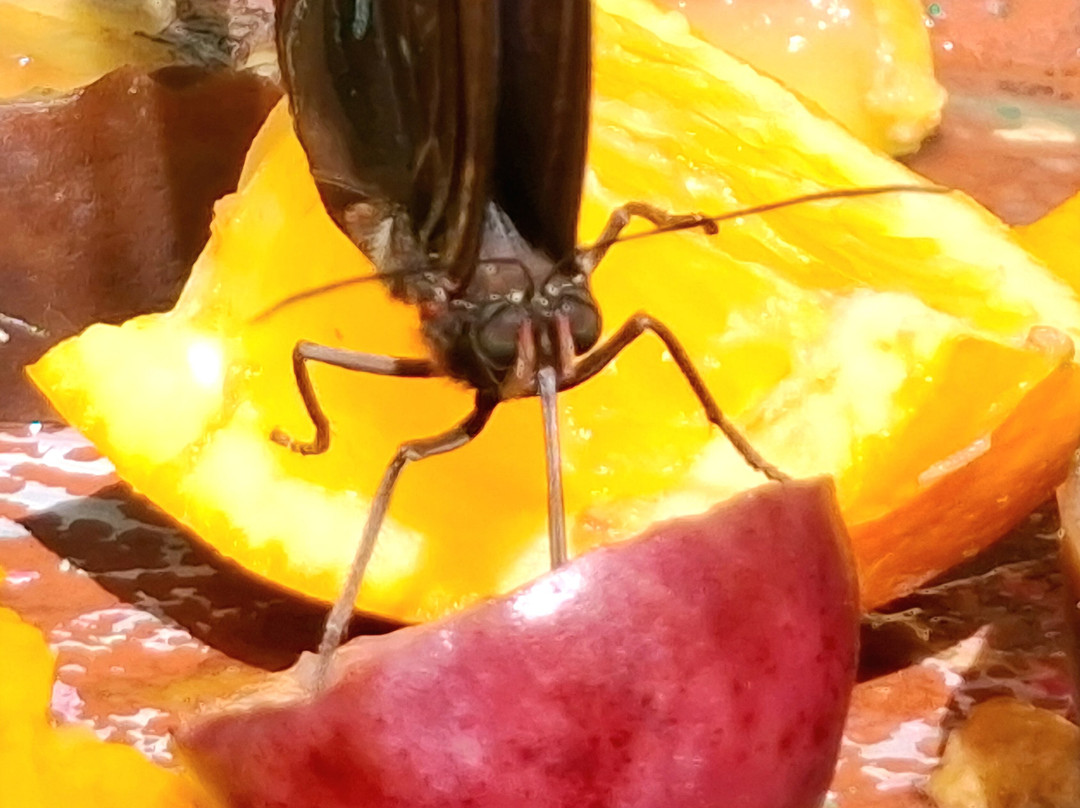 Mariposario De Machupicchu-温泉镇必去景点