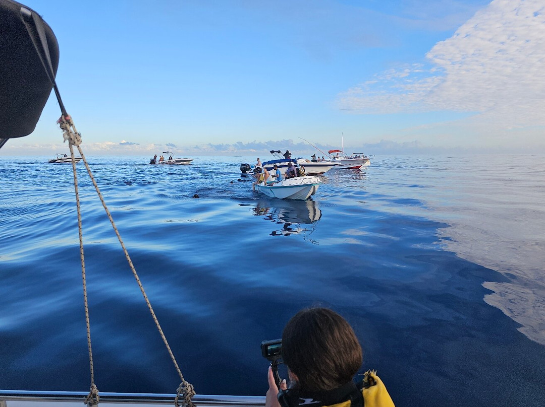 Whale Dream - Swim with Dolphins and Whale watching excursions in Mauritius-黑河必去景点