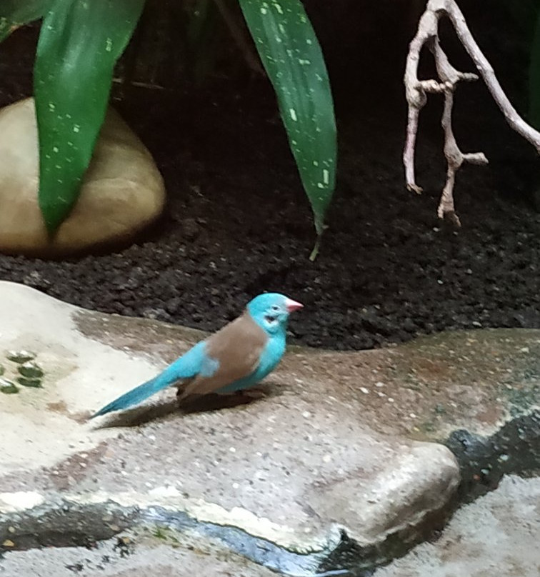 Zoo Frankfurt-法兰克福必去景点