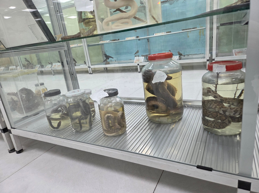 Jordanian Natural History Museum-Irbid必去景点