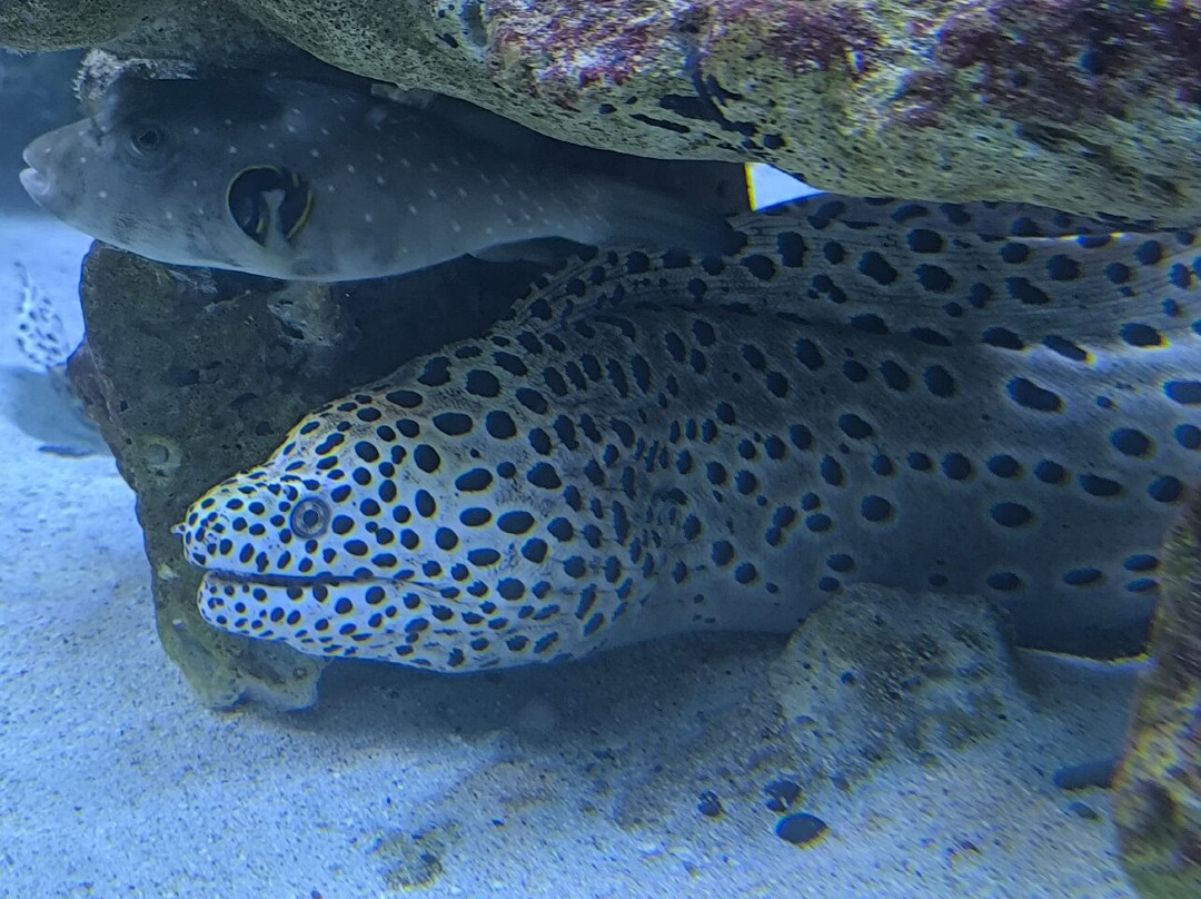 Aquarium de la Réunion-圣吉尔莱班必去景点