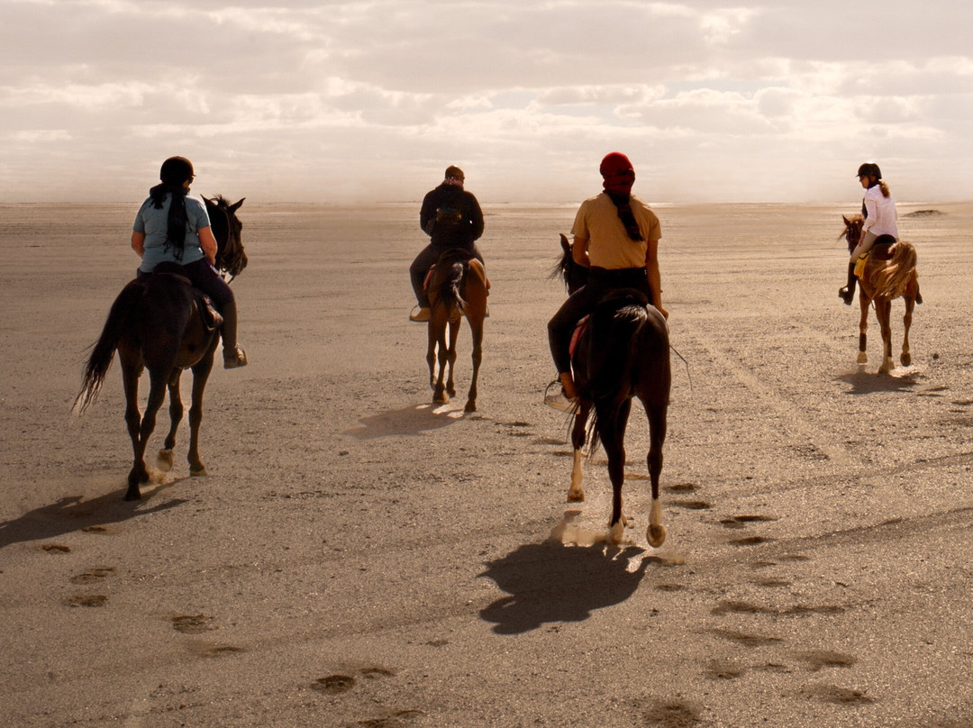 Horse Trips Egypt