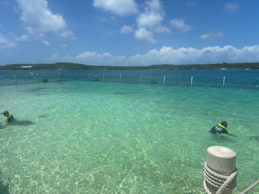 Sting ray Adventure-Little San Salvador Island (Half Moon Cay)必去景点