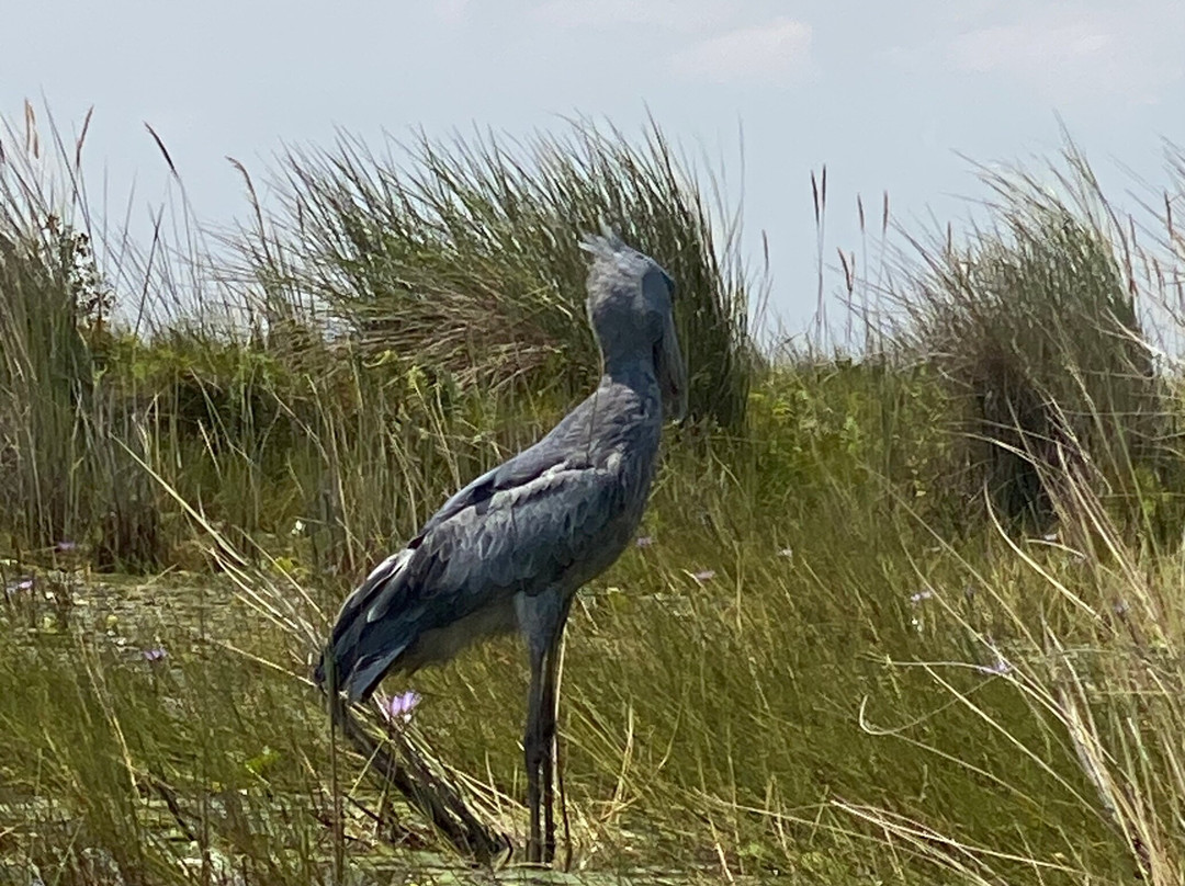 Mabamba Shoebill and Botanical Birding-恩德培必去景点