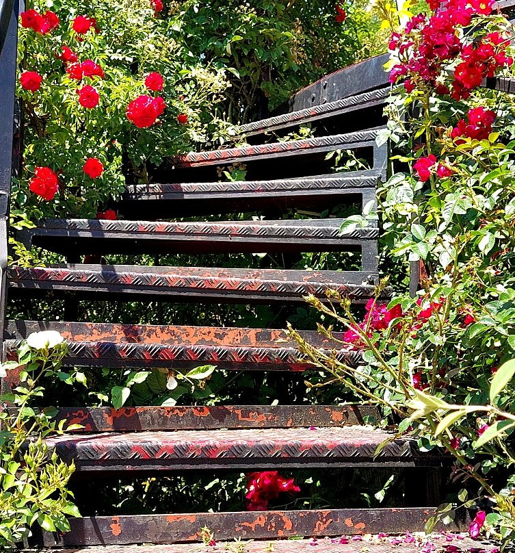 Peter Beales Roses-Attleborough必去景点