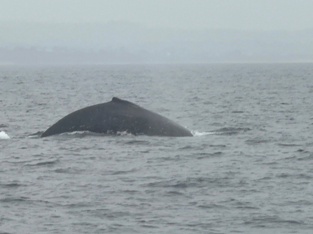 Wildlife Coast Cruises-考斯必去景点