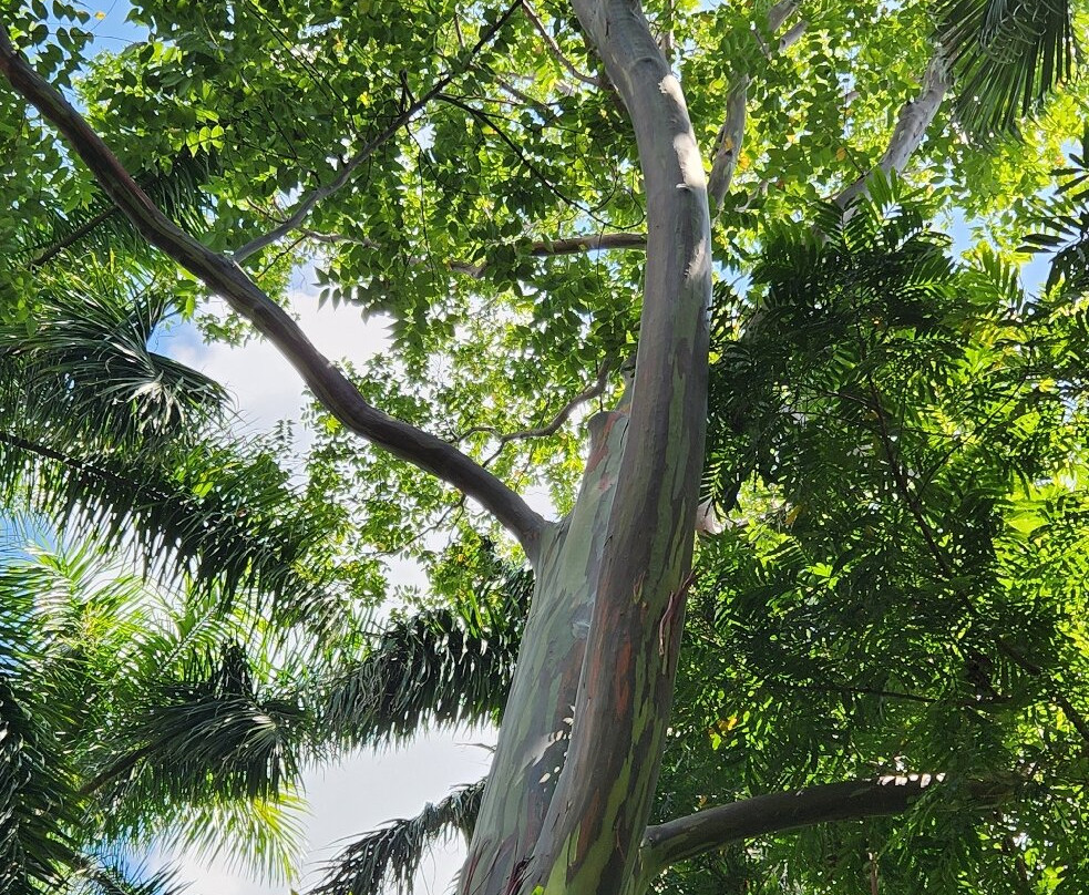 Sunken Gardens-圣彼德斯堡必去景点