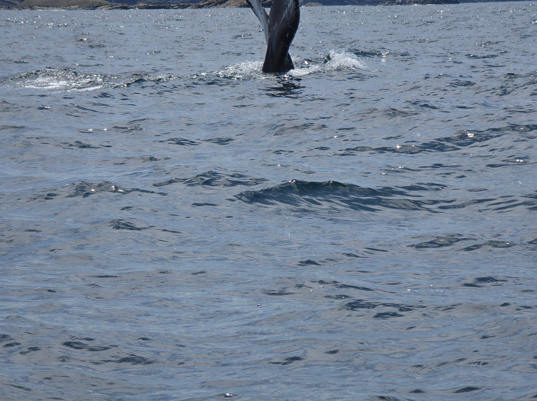 Discovery Sea Adventures-Bonavista必去景点
