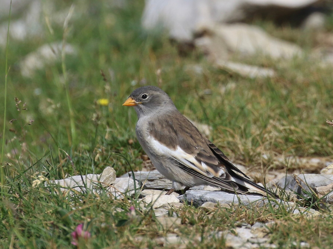 Senderos Ordesa-Ordesa y Monte Perdido National Park必去景点