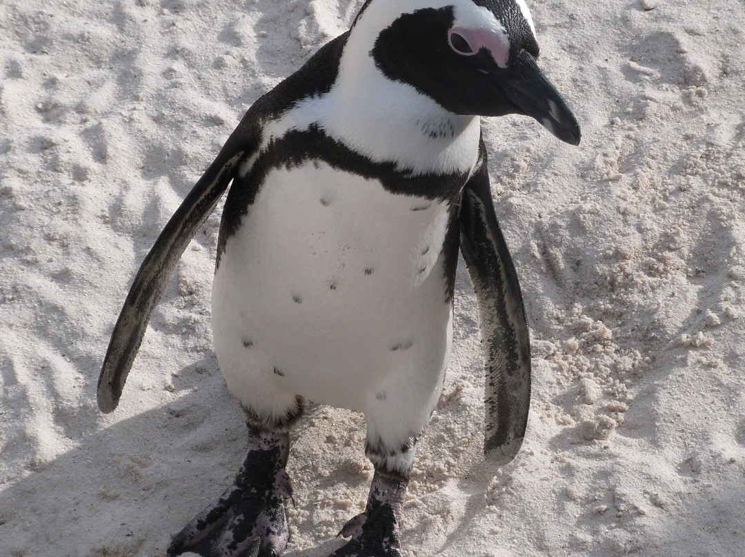 Boulders Beach Penguin Colony-西门镇必去景点
