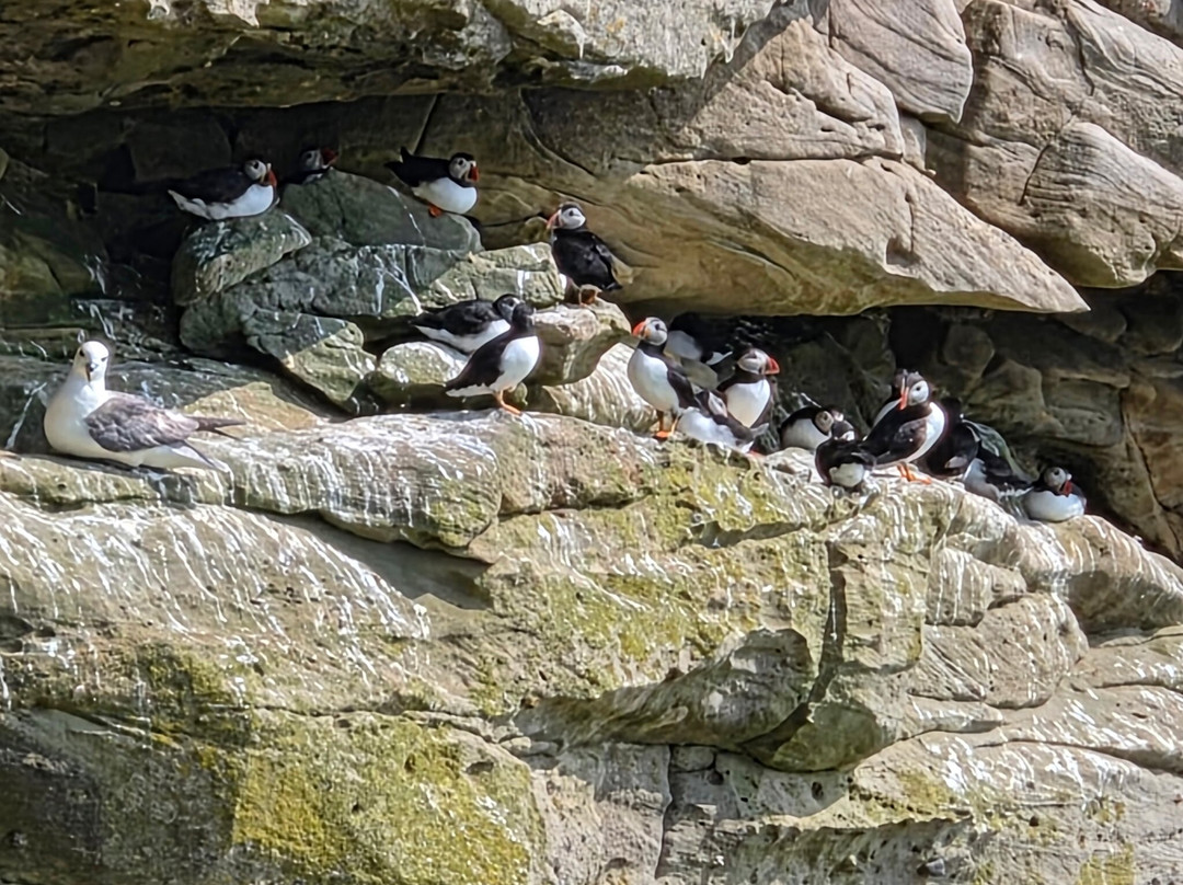 Shetland Sea Adventures-Foula必去景点