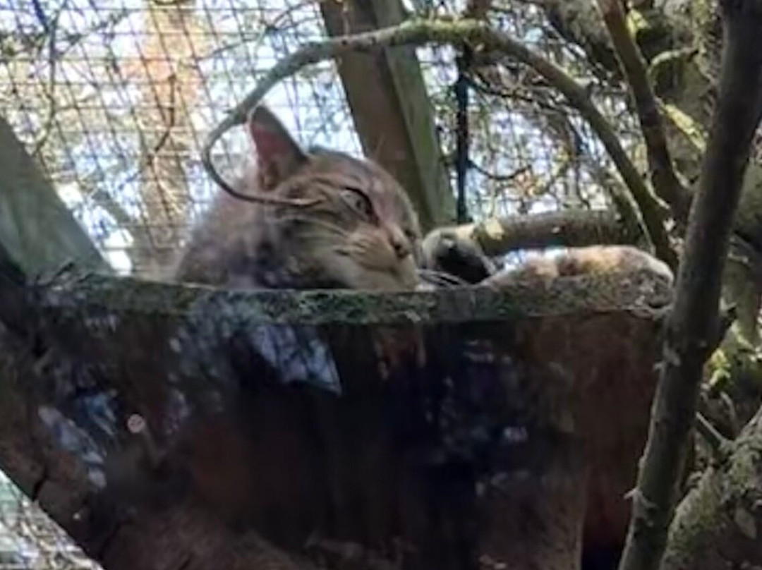 Highland Wildlife Park-Kincraig必去景点