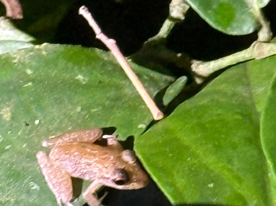 Costa Rica Roots Tours-托图杰多必去景点