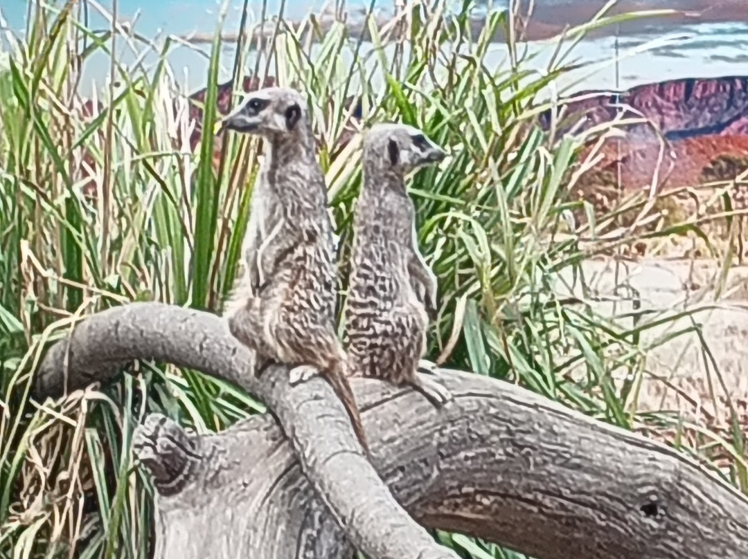 Call Of The Wild Zoo-South Woodham Ferrers必去景点