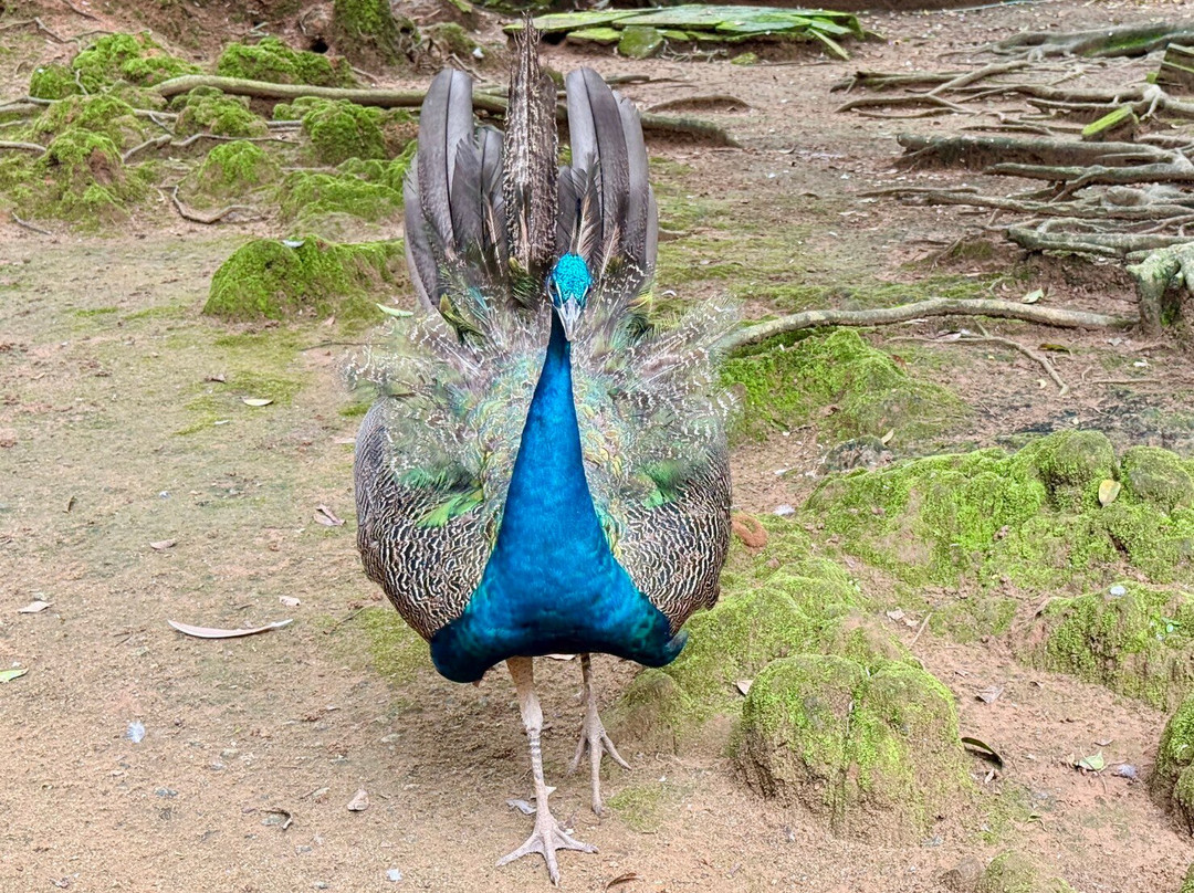 Khao Kho Zoo-考柯县必去景点