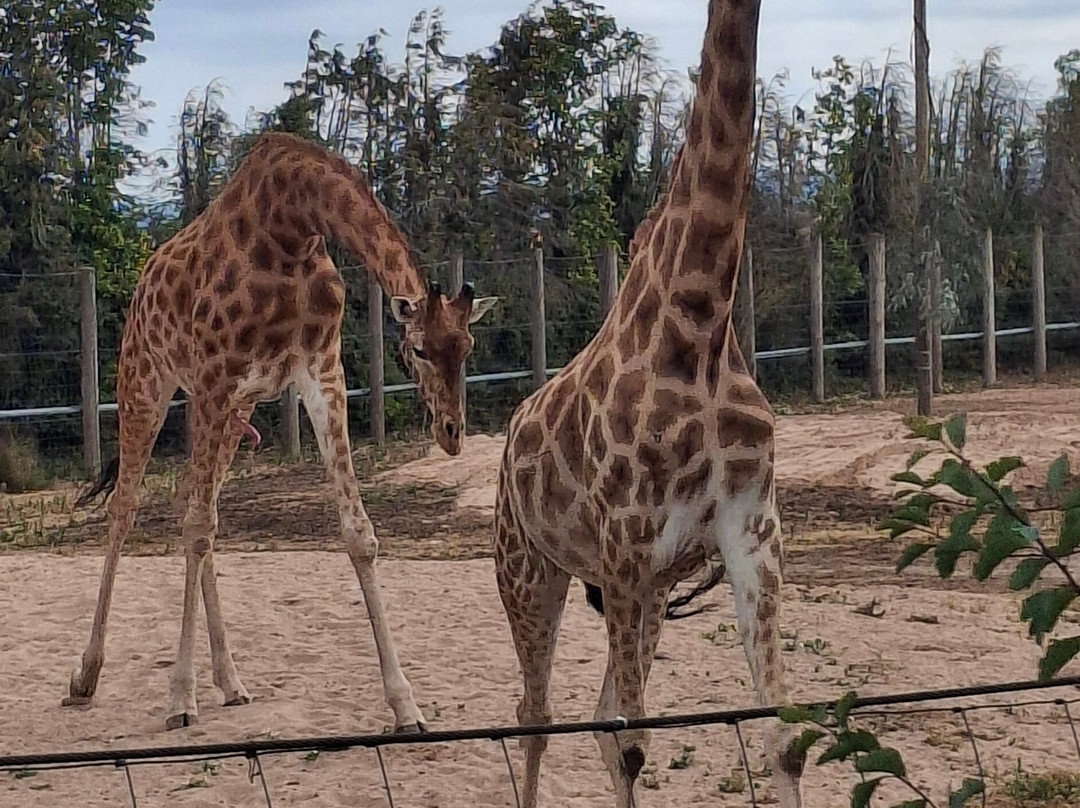 Twycross Zoo-Atherstone必去景点