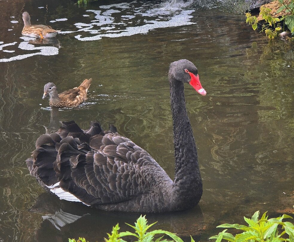 WWT Washington Wetland Centre-Washington必去景点