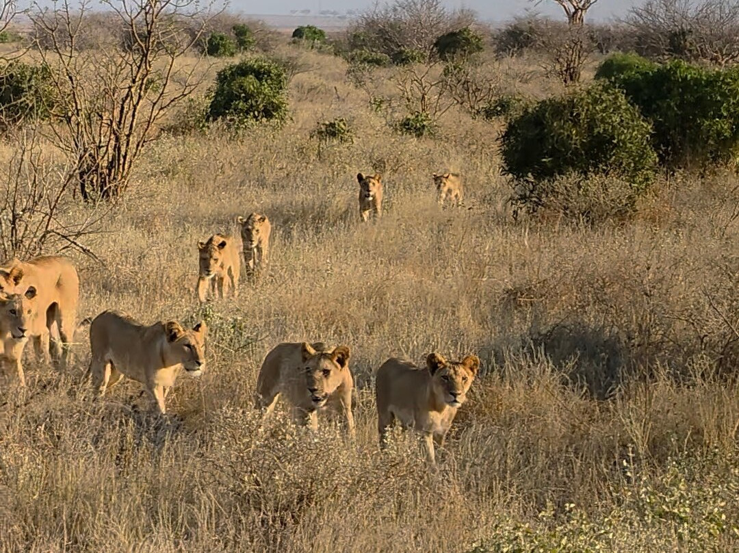 Leopard Orchid Safaris-内罗毕必去景点
