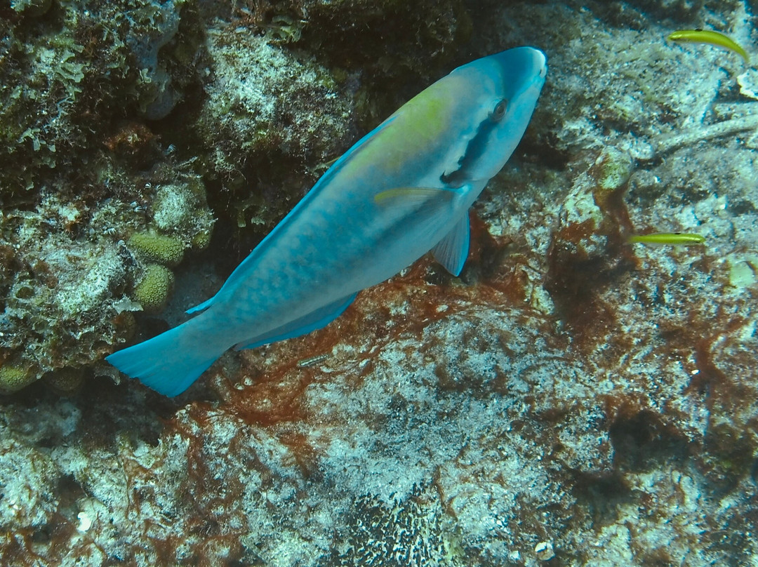 Dive Center Scuba Do-威廉斯塔德必去景点