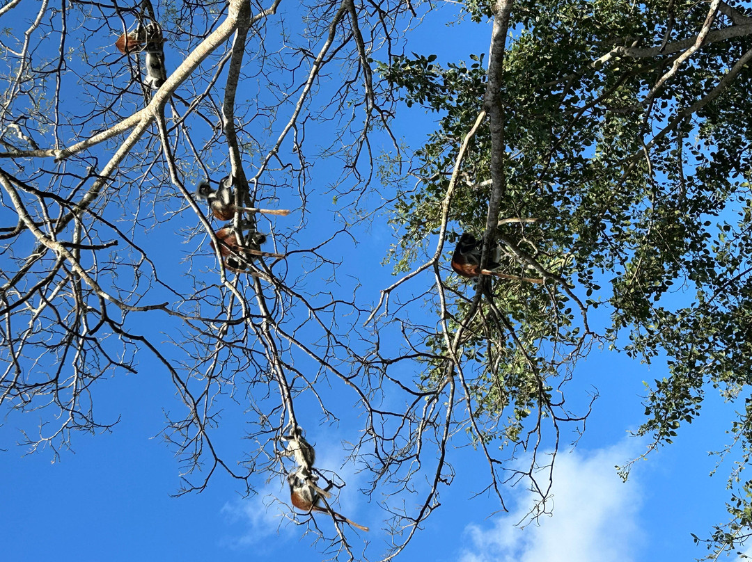 Jozani Chwaka Bay National Park-桑给巴尔岛必去景点