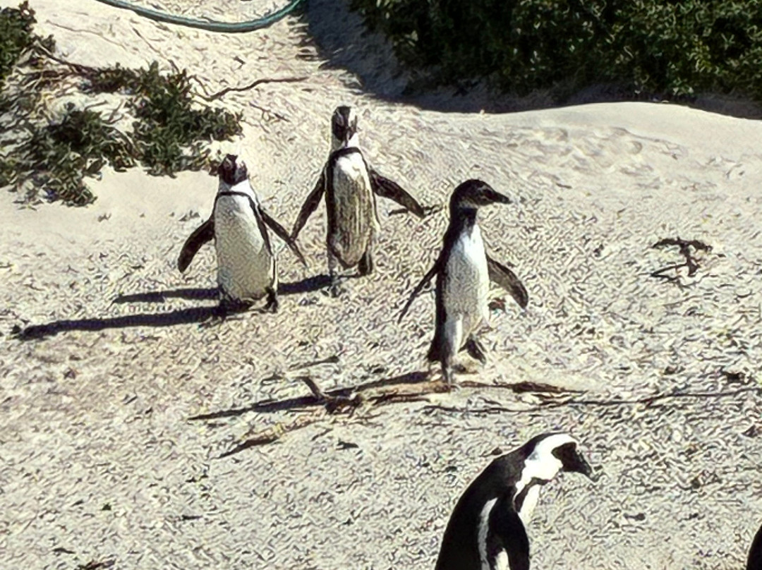 Boulders Beach Penguin Colony-西门镇必去景点