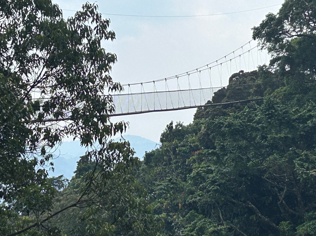 Nyungwe National Park - Rwanda-Western Province必去景点