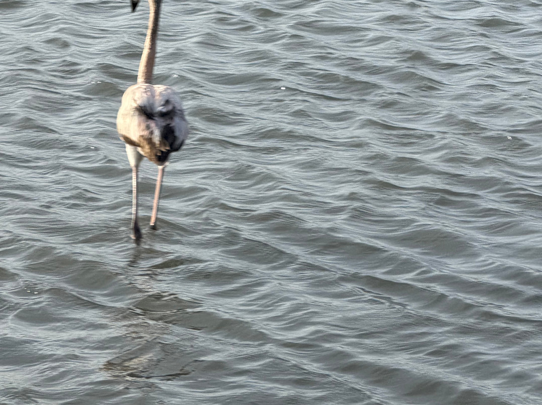 Flamingo Sanctuary Sint Willibrordus-Sint Willibrordus必去景点