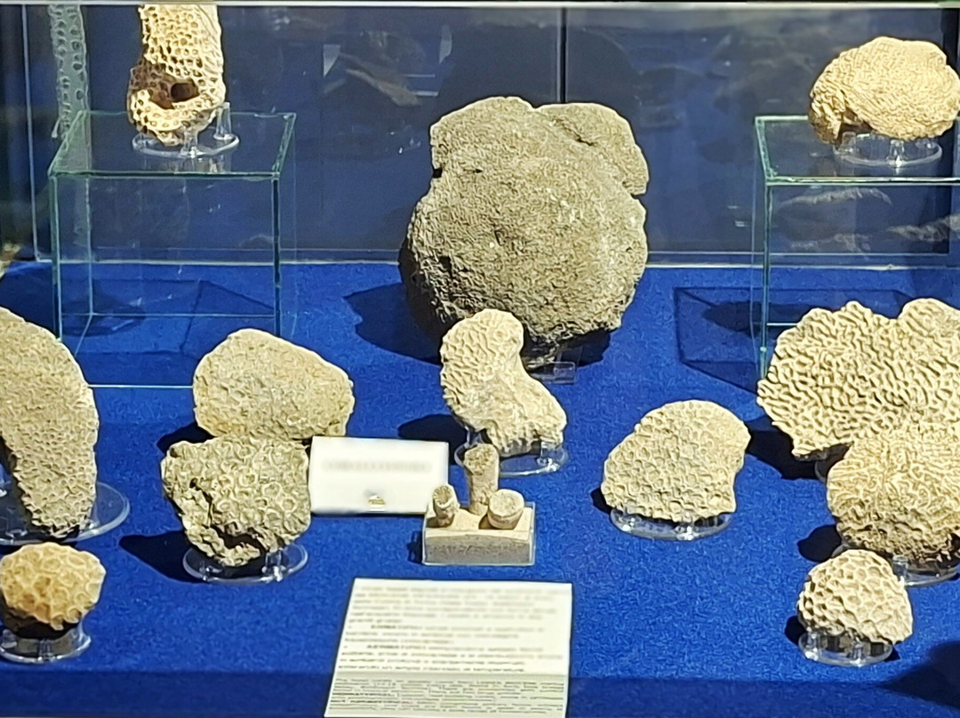 Museo Paleontologico Territoriale dell'Astigiano-阿斯蒂必去景点
