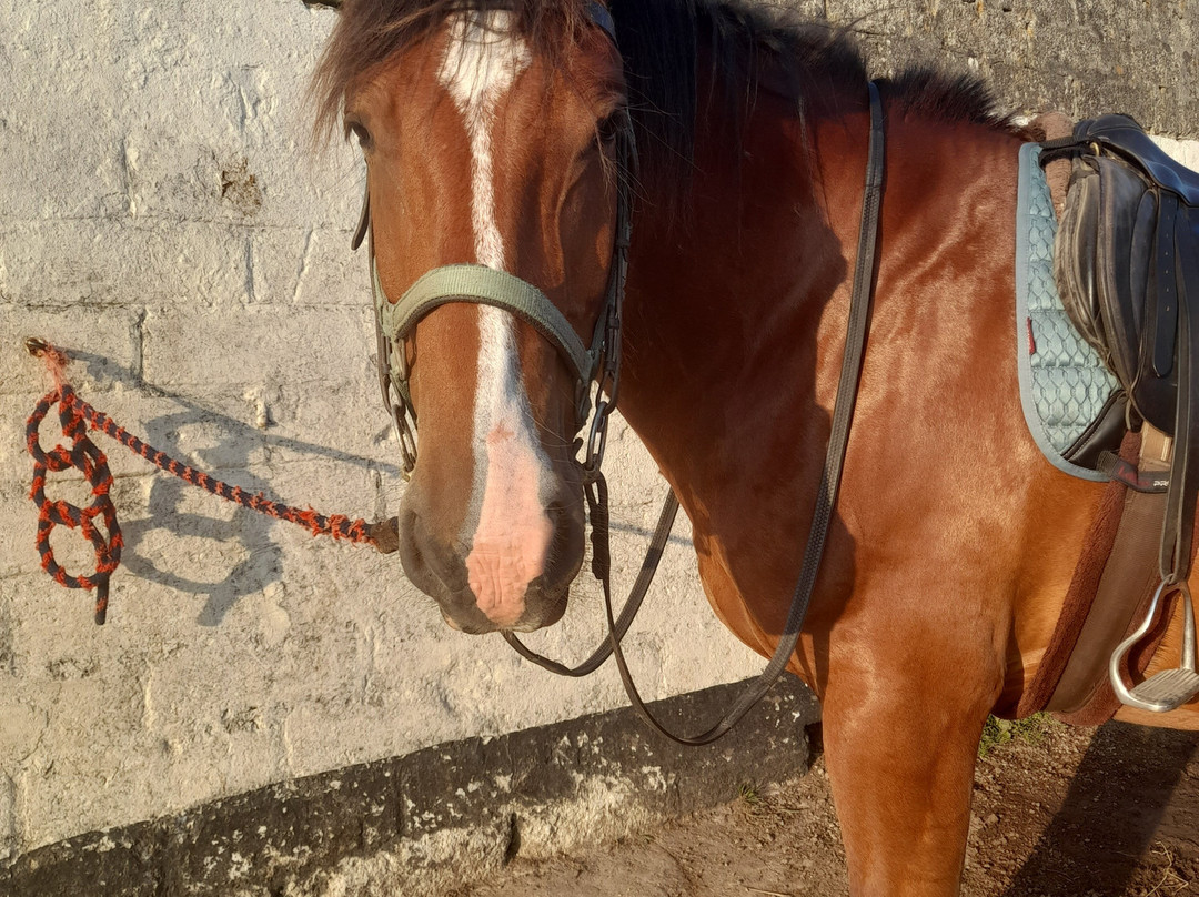 Reen Manor Riding School-佩伦波思必去景点