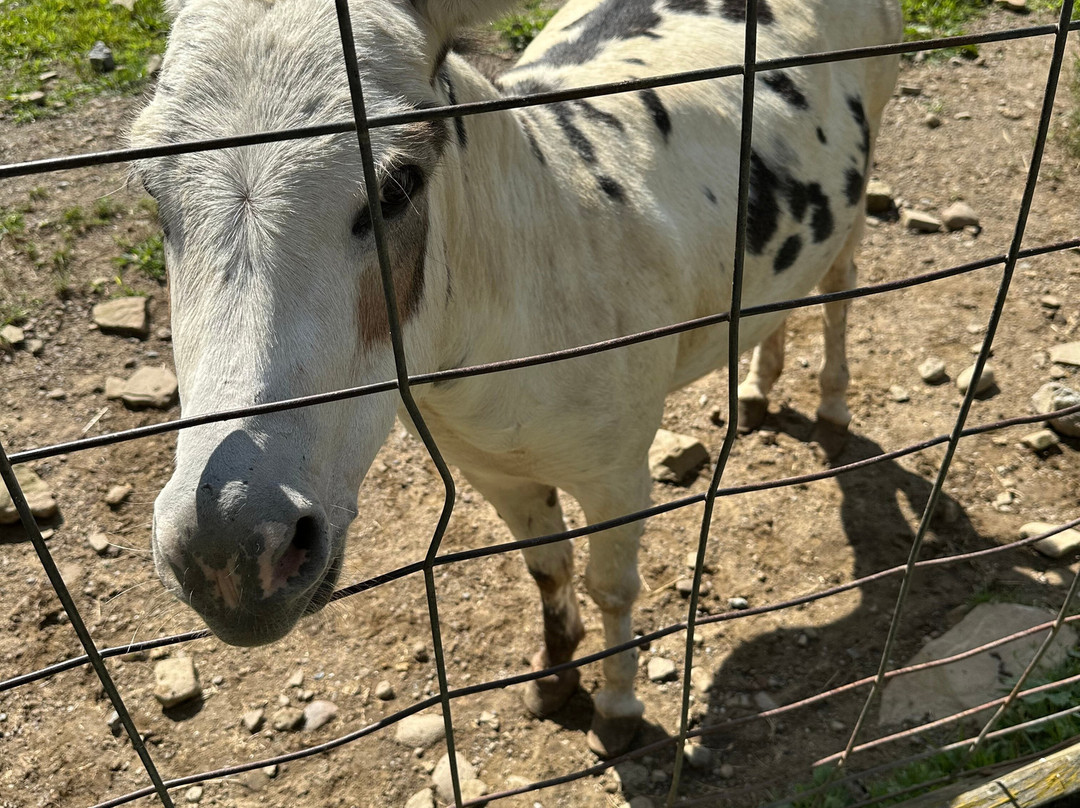 Pymatuning Deer Park-Jamestown必去景点