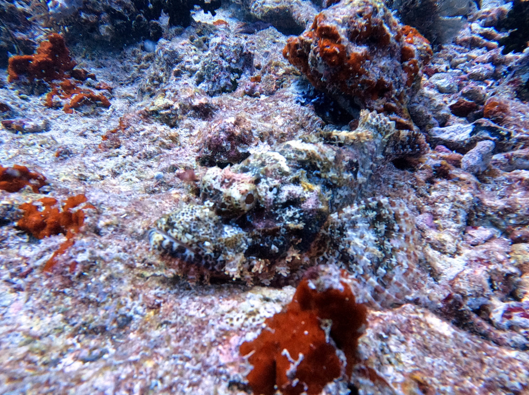 Himmafushi Scuba Adventure-Himmafushi Island必去景点