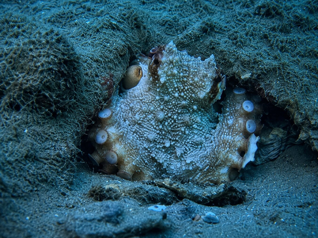 Diving Yoghi-阿格罗波利必去景点