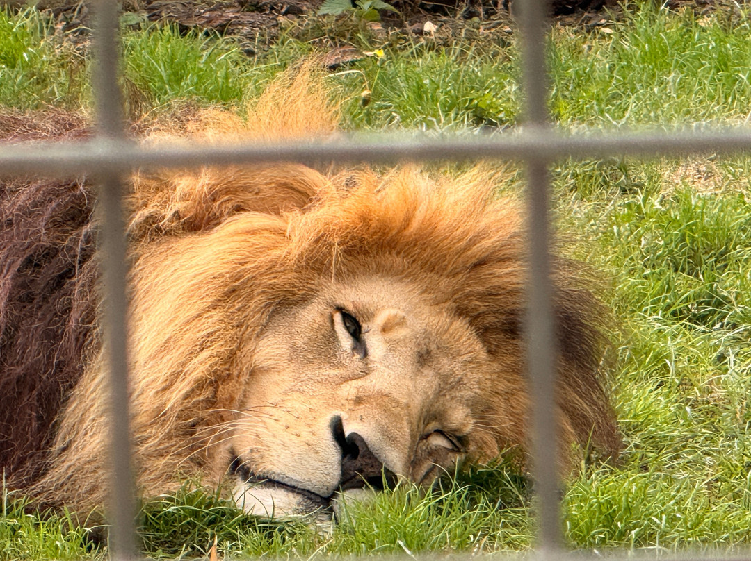 Wolds Wildlife Park-Horncastle必去景点