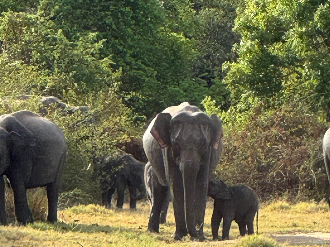Sri Lanka Driver Tours-Yatiyana必去景点
