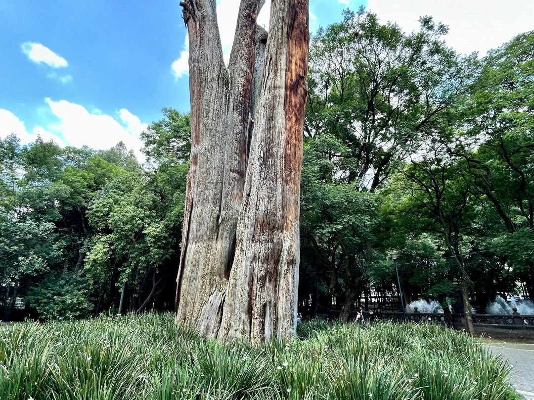 Chapultepec Forest-墨西哥城必去景点