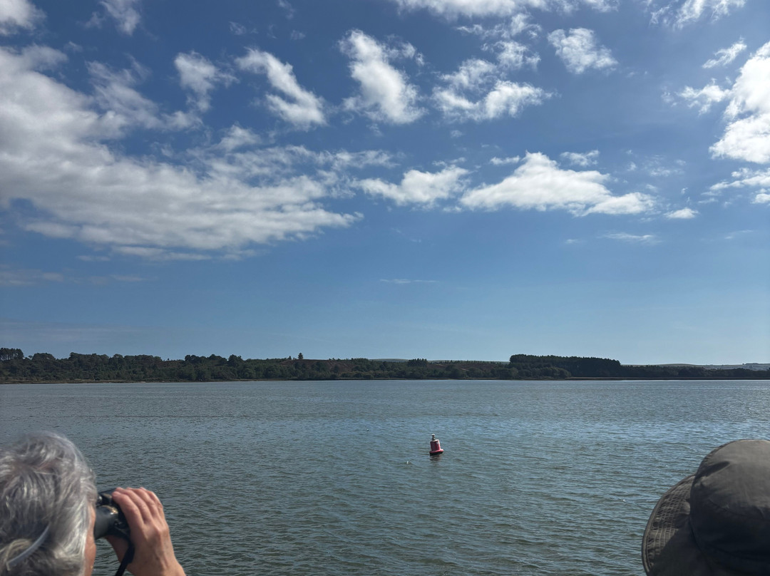 Birds Of Poole Harbour Events-普尔必去景点