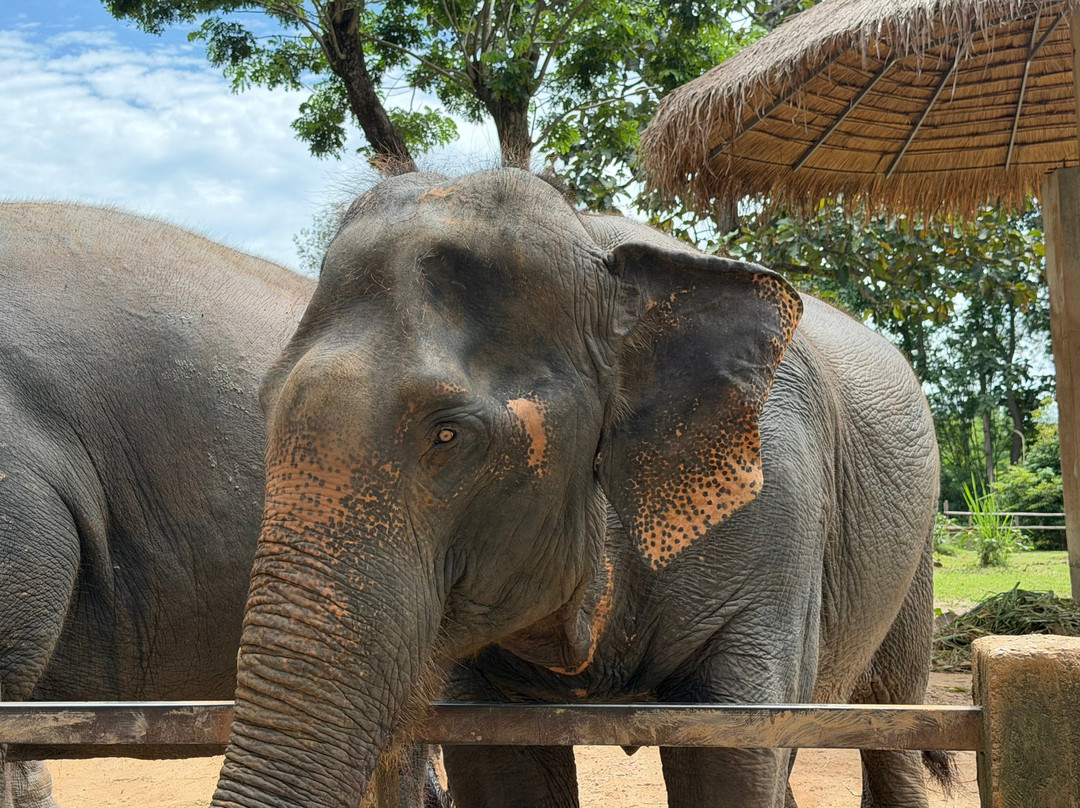 Maerim Elephant Sanctuary-夜林必去景点