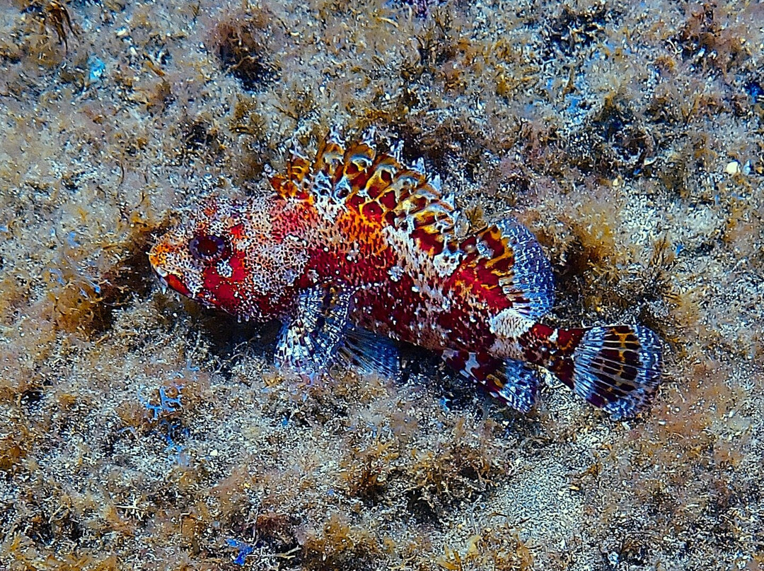 Atalaia Diving Center-Canico必去景点