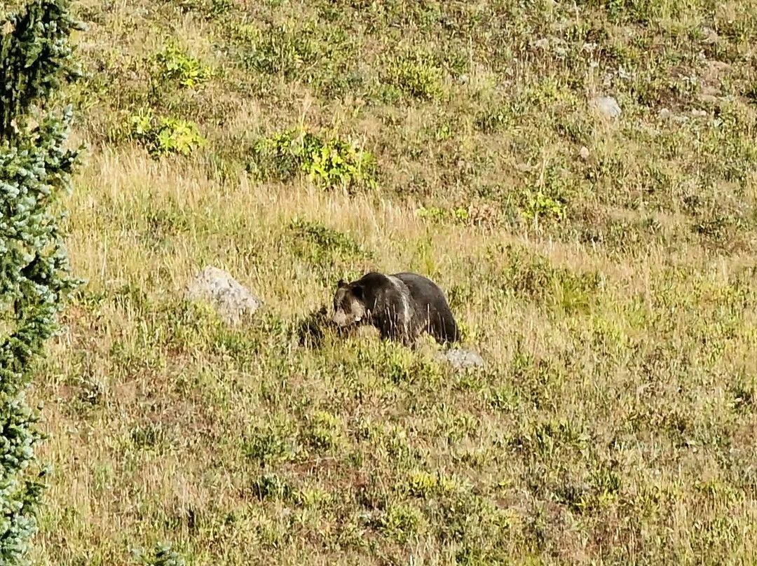 Yellowstone Wild-加德纳必去景点