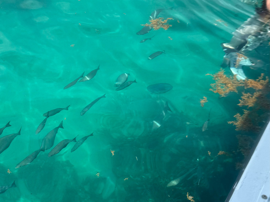 Islander Girl Snorkel &Tours-Tavernier必去景点