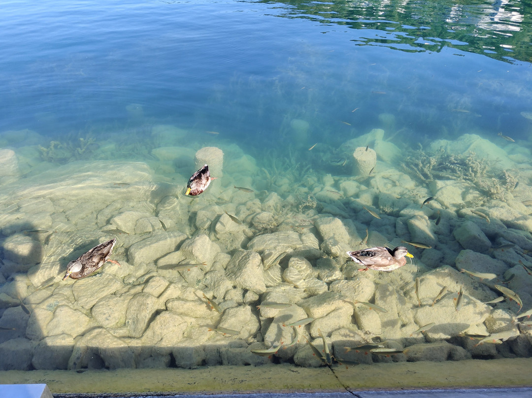 Lake Worthersee-卡拉根渡口必去景点