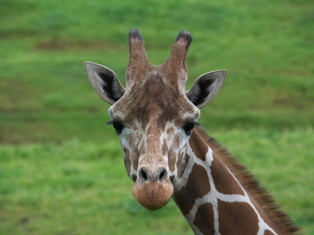 Wildlife Safari-Winston必去景点