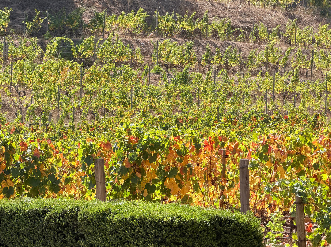 Pine Ridge Vineyards-纳帕必去景点