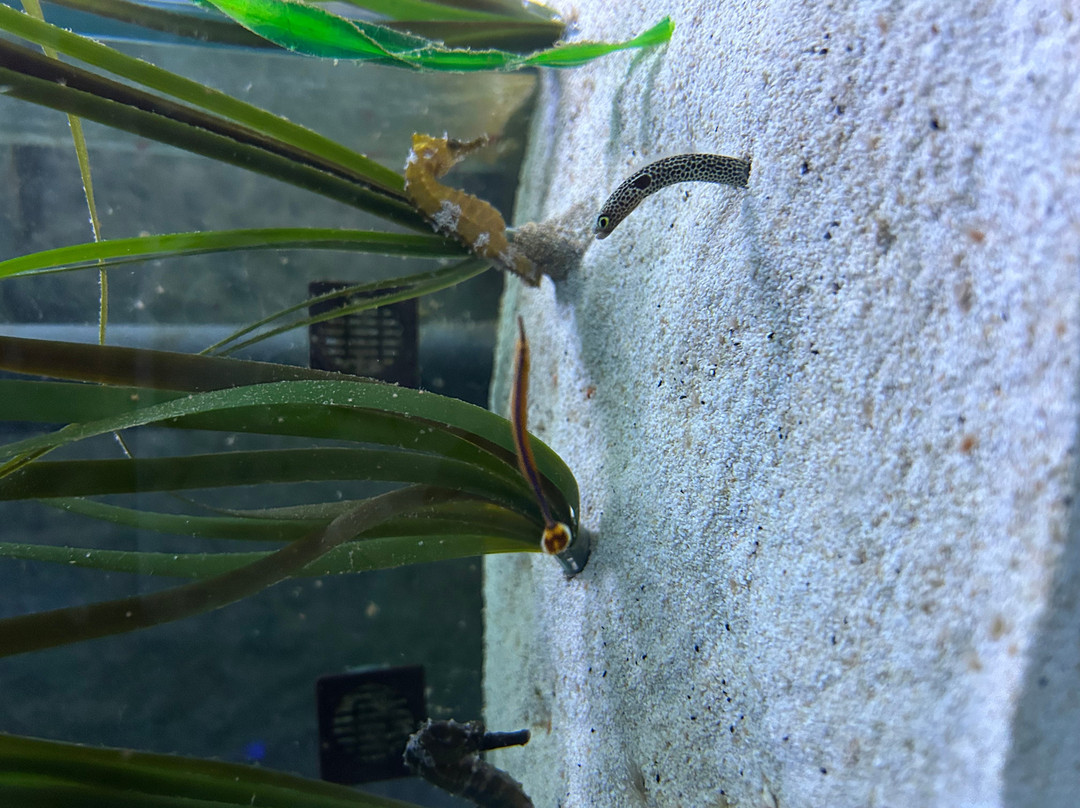 Aquarium Pula-普拉必去景点