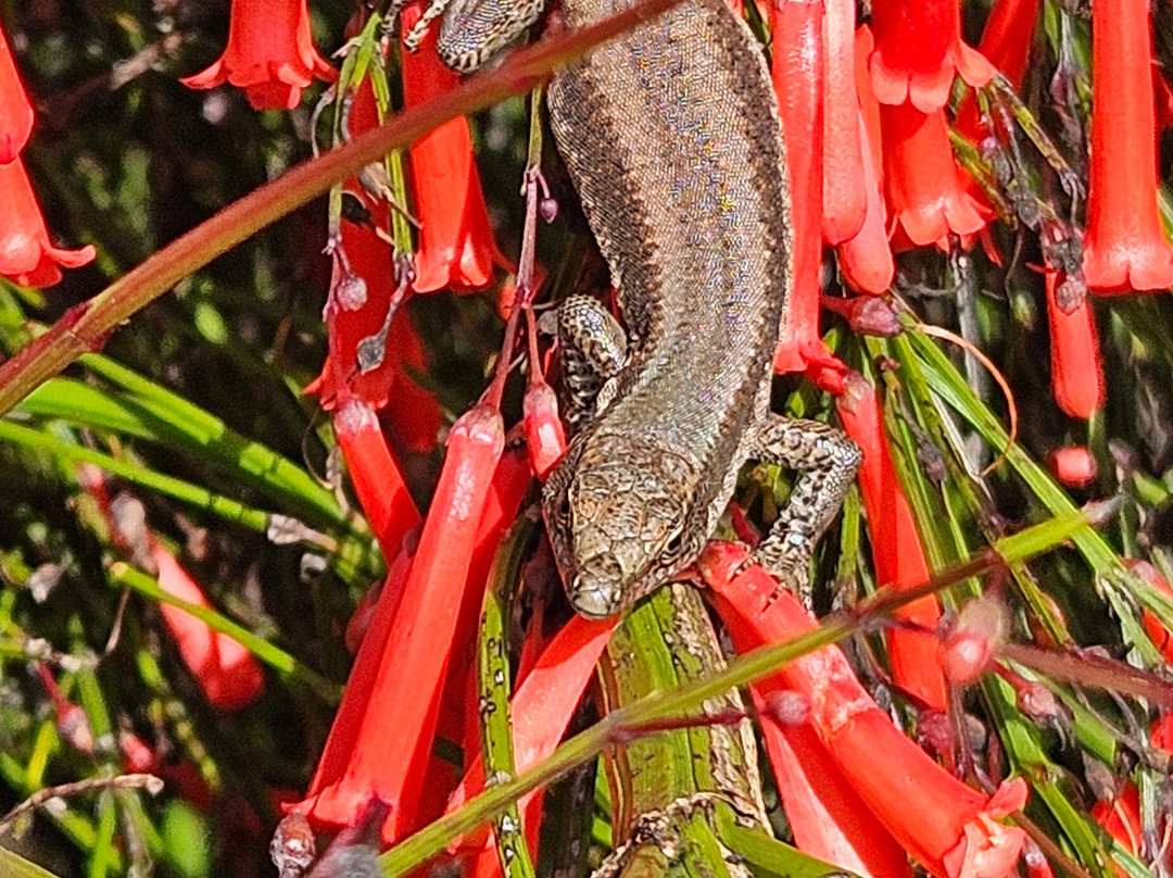 Madeira Botanical Garden-沙尔必去景点